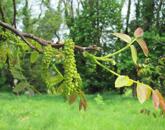 Prémium befektetés-termő terület ELADÓ