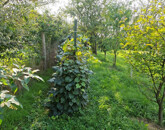 Eladó telek/földterület Kisasszond 4 000 000 Ft