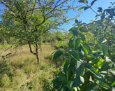 Eladó telek/földterület Debrecen 11 000 000 Ft