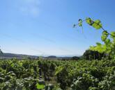 Balatoni panorámás -Szőlős kert