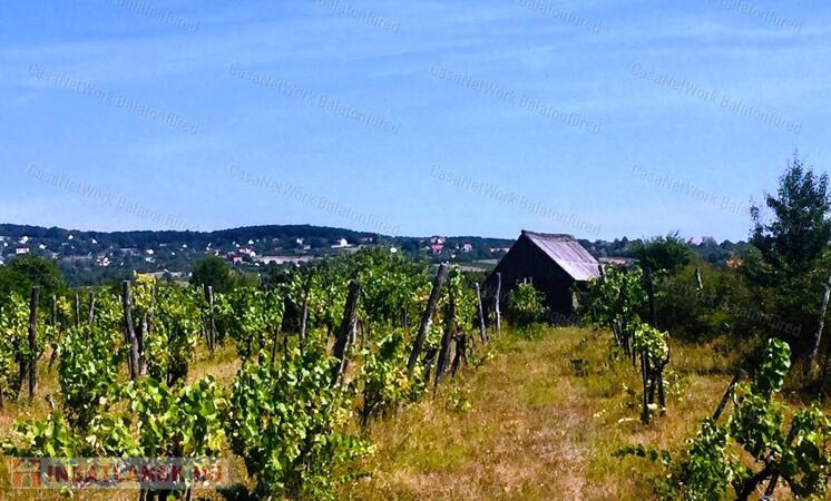 PANORÁMÁS SZŐLŐ - GYÜMÖLCSÖS TERÜLET KIS FAHÁZZAL