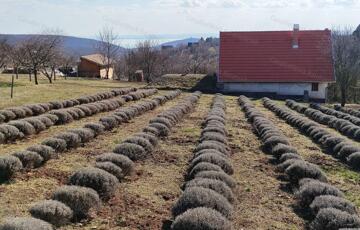 Eladó telek/földterület