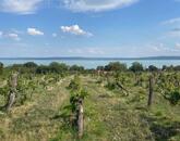 Eladó Balatatonszepezden egy örökpanorámás külterületi telek szőlővel