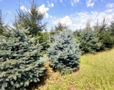 Eladó telek/földterület Rigyác 4 990 000 Ft