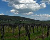 Eladó panorámás szőlőterület Szentantalfán! 1,2ha!