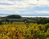 Balatoni panorámás -Szőlős kert