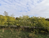 Eladó családi ház Budapest XVI. ker 89 000 000 Ft