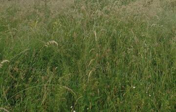 Eladó telek/földterület