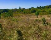 Dörgicsei mezőgazdasági terület az óriás tölgyfasor mentén