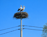 Eladó telek/földterület Sármellék 22 000 000 Ft