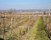 Eladó üdülő/nyaraló Siójut 32 000 000 Ft