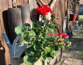 Eladó családi ház Debrecen 39 900 000 Ft