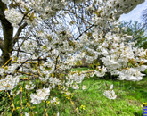 Eladó telek/földterület Balatonlelle 67 900 000 Ft