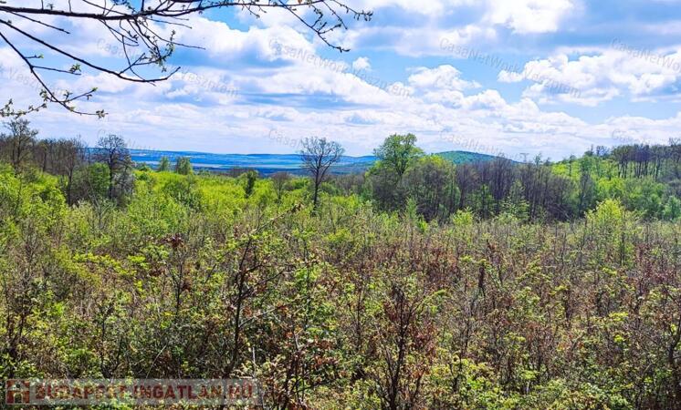 Eladó erdő Szentgál közelében                                 