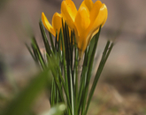 Eladó családi ház Vasvár 18 500 000 Ft