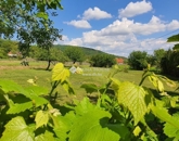 Eladó családi ház Harkány 15 000 000 Ft