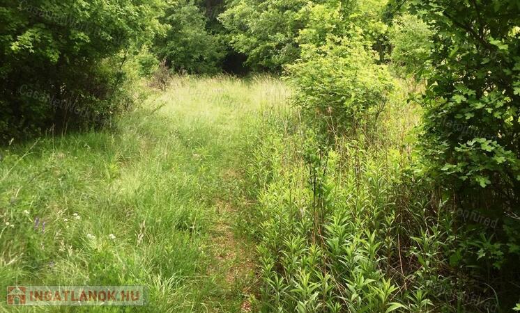 ERDŐ a Balaton-felvidéken, Balatonakali keleti oldalán.