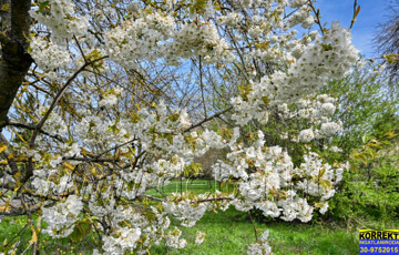 Eladó telek/földterület