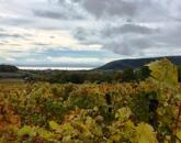 Balatoni panorámás -Szőlős kert