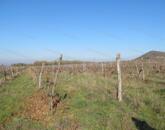 Szőlőültetvény a Belső-tó közelében