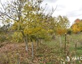 Eladó telek/földterület Gyula 11 900 000 Ft