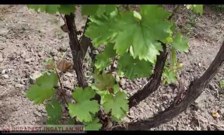 SZŐLŐBIRTOK a BALATONNÁL!                                 