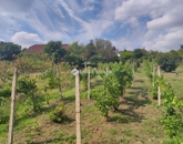 Eladó telek/földterület Pécs 9 900 000 Ft