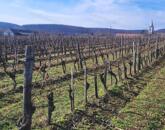 Nivegy - völgy domboldalában