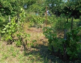 Eladó telek/földterület Szigetújfalu 14 000 000 Ft