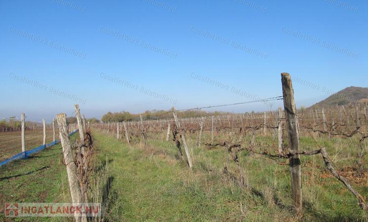 Szőlőültetvény a Belső-tó közelében