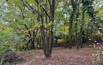 Eladó telek/földterület