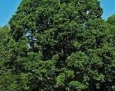 Dörgicsei mezőgazdasági terület az óriás tölgyfasor mentén