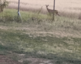Eladó családi ház Dabas 54 000 000 Ft