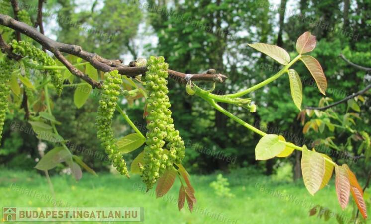 Prémium befektetés-termő terület ELADÓ                                 