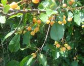 Eladó 2500 nm-es zártkert Szomód külterületi részén!