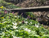 Eladó telek/földterület Vasvár 5 500 000 Ft