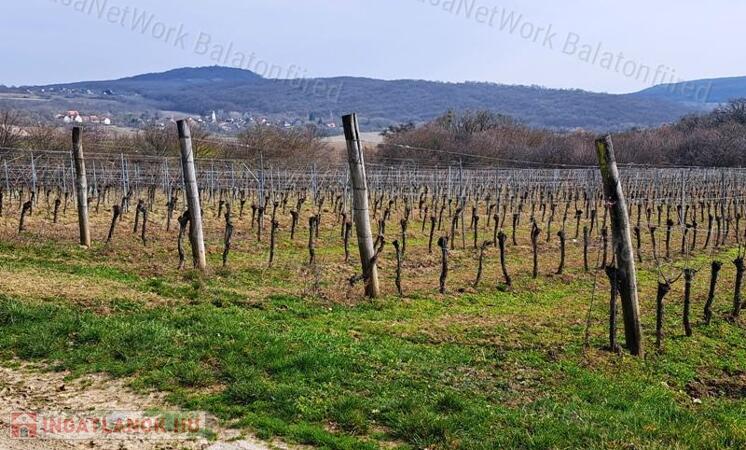 PANORÁMÁS SZŐLŐ A NIVEGY-VÖLGY SZÍVÉBEN - SZENTJAKABFÁN