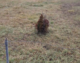 Eladó telek/földterület Székesfehérvár 49 900 000 Ft
