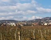 Szőlővel telepített építhető kertes mezőgazdasági terület