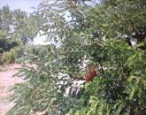 Tiszaföldváron eladó építési telek!