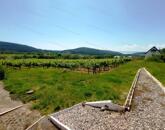 BALATONI PANORÁMÁS SZŐLŐBIRTOK FELSŐÖRSÖN KÉT ÉPÜLETTEL