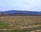 PANORÁMÁS SZŐLŐ A NIVEGY-VÖLGY SZÍVÉBEN SZENTJAKABFÁN