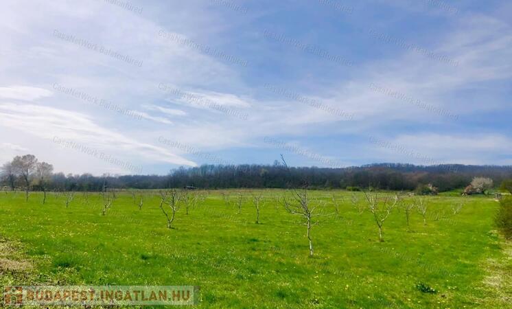 Prémium befektetés-termő terület ELADÓ                                 