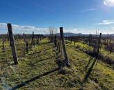 Szőlővel telepített építhető kertes mezőgazdasági terület