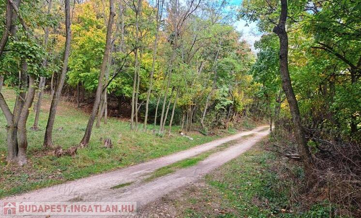 Panorámás erdei hangulat - Eladó MEZŐGAZDASÁGI TERÜLET SZENTANTALFÁN                                 