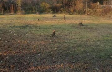 Eladó telek/földterület