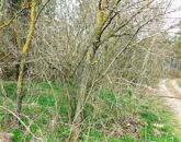 Eladó telek/földterület Cserszegtomaj 580 000 000 Ft