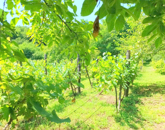 Eladó üdülő/nyaraló Zalabér 11 000 000 Ft