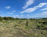 Eladó Balatatonszepezden egy örökpanorámás külterületi telek szőlővel