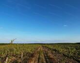 Eladó panorámás szőlőterület Zánkán!